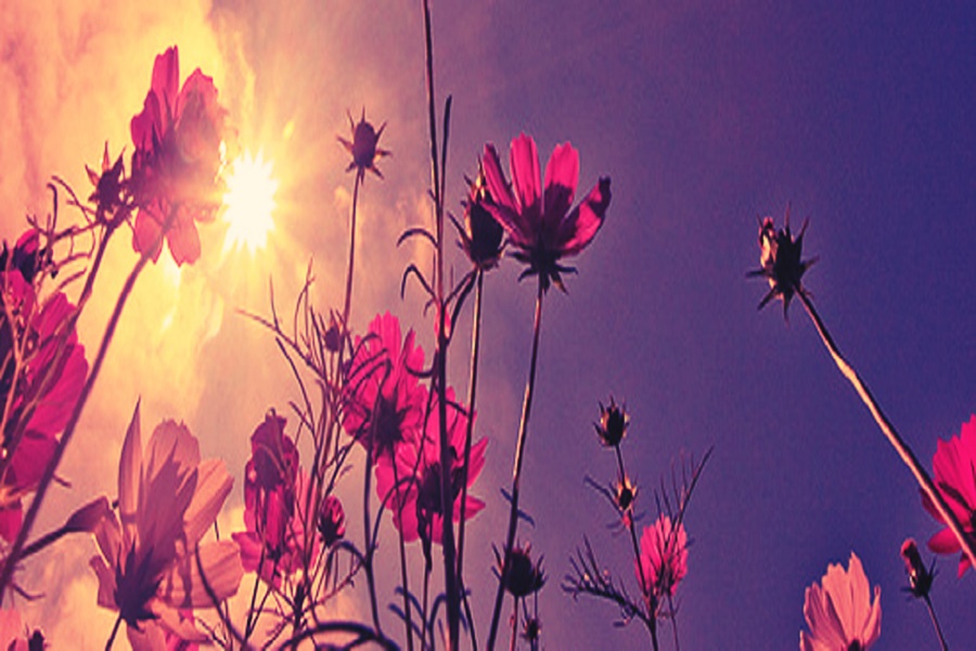 Make Your Life More Adorable With Flowers